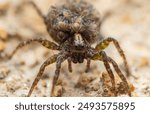 Wolf spider with babies on it