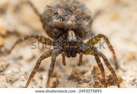 Wolf spider with babies on it's back. Wolf spiders are members of the family Lycosidae so named for their robust and agile hunting skills and excellent eyesight. Tasmania, Australia.