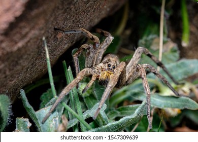 Wolf Spider With Baby Spiders On His Back. Lycosa Fasciiventris. European Tarantula. 