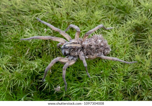 Wolf Spider Carrying Babies On Back Stock Photo (Edit Now) 1097304008