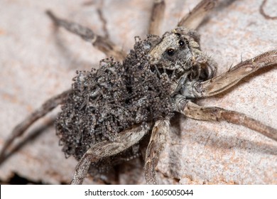 Wolf Spider Carrying Baby Spiders On Stock Photo 1605005044 | Shutterstock