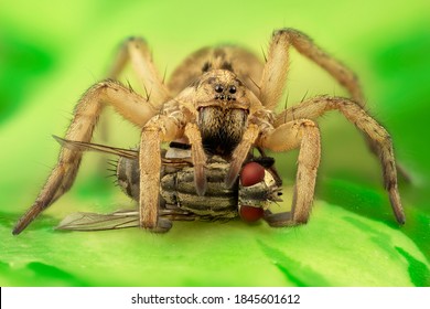 a wolf spider eating a fly green background