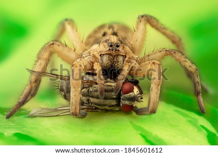 a wolf spider eating a fly green background
