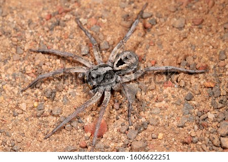 Wolf Spider hunting at night