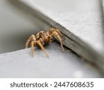 Wolf Spider Laying in Wait on Slate