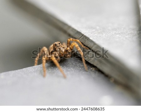 Wolf Spider Laying in Wait on Slate