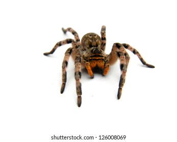 Wolf Spider (Lycosa Singoriensis)