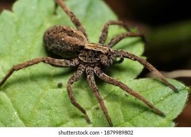 Wolf Spider - Lycosa Sp.