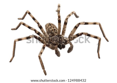 wolf spider lycosa sp in high definition with extreme focus and DOF (depth of field) isolated on white background