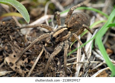 Wolf spider , lycosa species, satara Maharashtra India