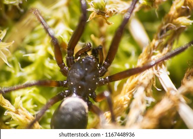 Wolf Spider (Lycosidae) On Green Moss. Window Into World Of Ultra Macro, Mountain Tundra Higher Arctic Circle