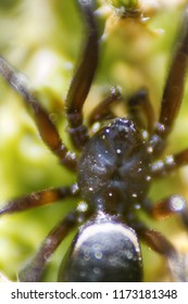 Wolf Spider (Lycosidae) On Green Moss. Window Into World Of Ultra Macro, Mountain Tundra Higher Arctic Circle