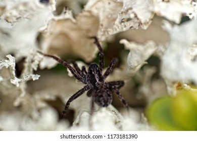 Wolf Spider (Lycosidae) On Green Moss. Window Into World Of Ultra Macro, Mountain Tundra Higher Arctic Circle