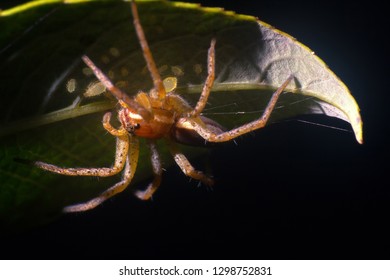 Wolf Spider (Lycosidae) On Green Leaf. Window Into World Of Ultra Macro, Mountain Tundra Higher Arctic Circle