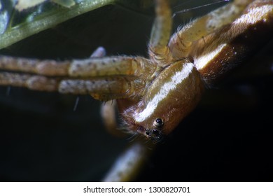 Wolf Spider (Lycosidae) On Green Leaf. Window Into World Of Ultra Macro, Mountain Tundra Higher Arctic Circle