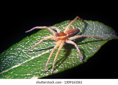 Wolf Spider (Lycosidae) On Green Leaf. Window Into World Of Ultra Macro, Mountain Tundra Higher Arctic Circle