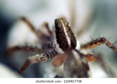 Wolf Spider (Lycosidae) On The Stones. Window Into World Of Ultra Macro, Mountain Tundra Higher Arctic Circle