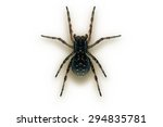 Wolf spider macro studio isolated