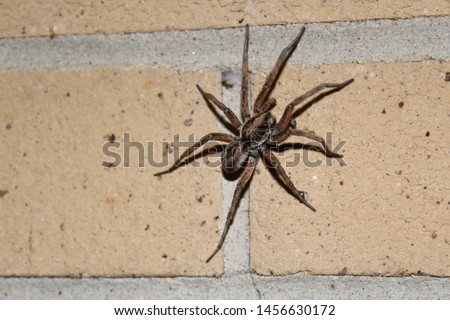 Wolf spider on a brick wall
