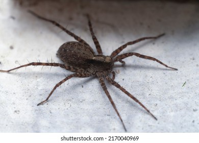 Wolf Spider On A Gray Wooden Background In Search Of Prey, Insect Close-up