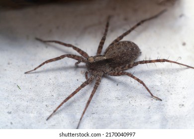 Wolf Spider On A Gray Wooden Background In Search Of Prey, Insect Close-up