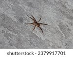 A wolf spider on grey slate