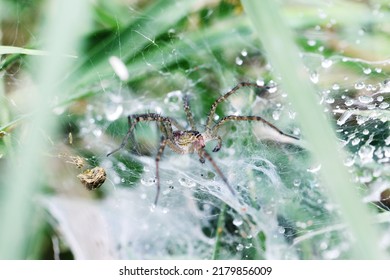 Wolf Spider On Nest Stock Photo 2179856009 | Shutterstock