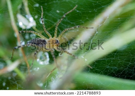 A wolf spider on the nest