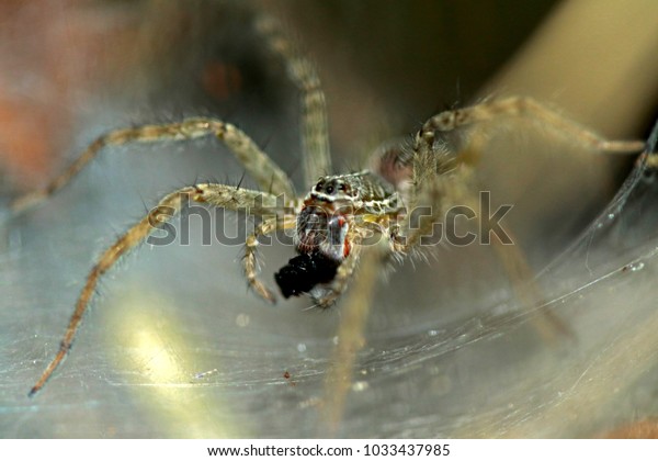 Wolf Spider On Nest Stock Photo 1033437985 | Shutterstock