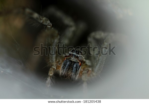 Wolf Spider On Nest Stock Photo (Edit Now) 181205438