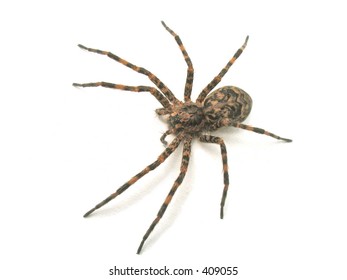 Wolf Spider. Wolf spiders are members of the family Lycosidae, in the spider order Araneae, in the class Arachnida.