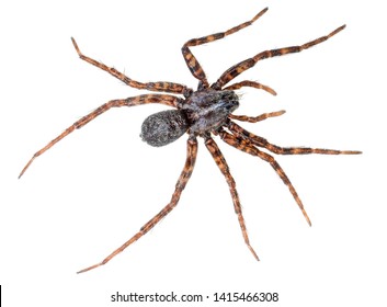 78,679 Spider Isolated Stock Photos, Images & Photography 