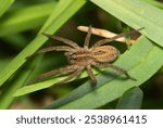 Wolf spider Tigrosa annexa arachnid hunting insect nature grass pest control.