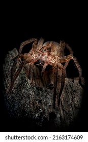 The Wolf Spider Is Waiting For Prey, A Beautiful Arachnid Hunter