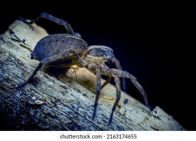 The Wolf Spider Is Waiting For Prey, A Beautiful Arachnid Hunter