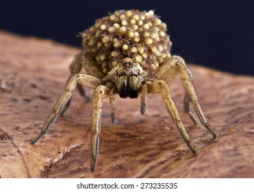 Wolf Spiders Carry Their Babies On Their Back As An Extra Protection Against Any Would Be Predators.