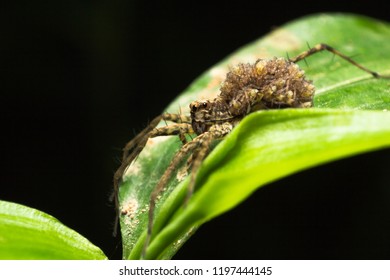 Wolf Spiders Carrying Their Babies On The Back. Sneak Away Behind The Green Leaves. To Prevent Any Special Predators.