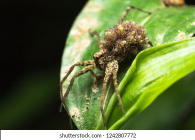 Wolf Spiders Carrying Their Babies On The Back. Sneak Away Behind The Green Leaves. To Prevent Any Special Predators.