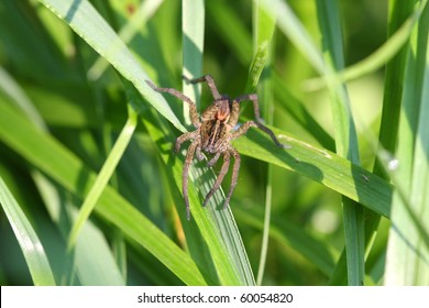 Wolf Spiders Lycosidae