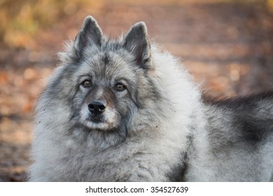 1,221 Wolf spitz Images, Stock Photos & Vectors | Shutterstock