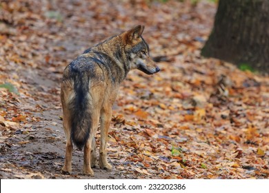 wolf standing 