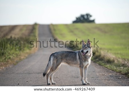 wolf standing on the road looking back to the fields