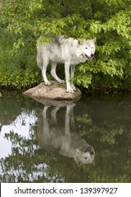 Wolf Standing Rock and