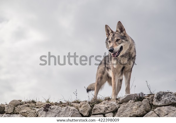 Wolf standing\
on a ruin with cloudy\
background