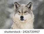 Wolf staring while in the snow