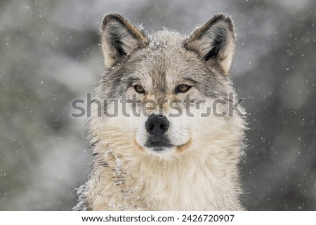 Wolf staring while in the snow