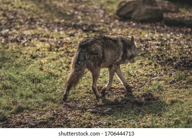 A Wolf In The Swiss National Wildlife Park