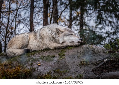 A Wolf Taking A Nap At The Alaska Wildlife Conservation Center.