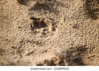 Wolf Track In De Hoge Veluwe National Park, Netherlands

