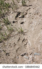 A Wolf Track Following A Moose Track In A Dirt Logging Road.